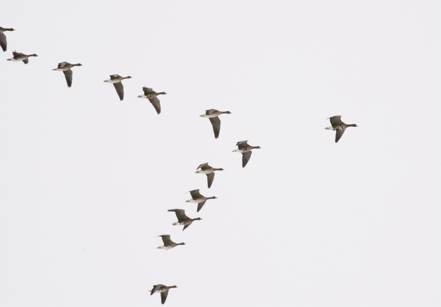 local-goose-finally-lands-spot-at-tip-of-v